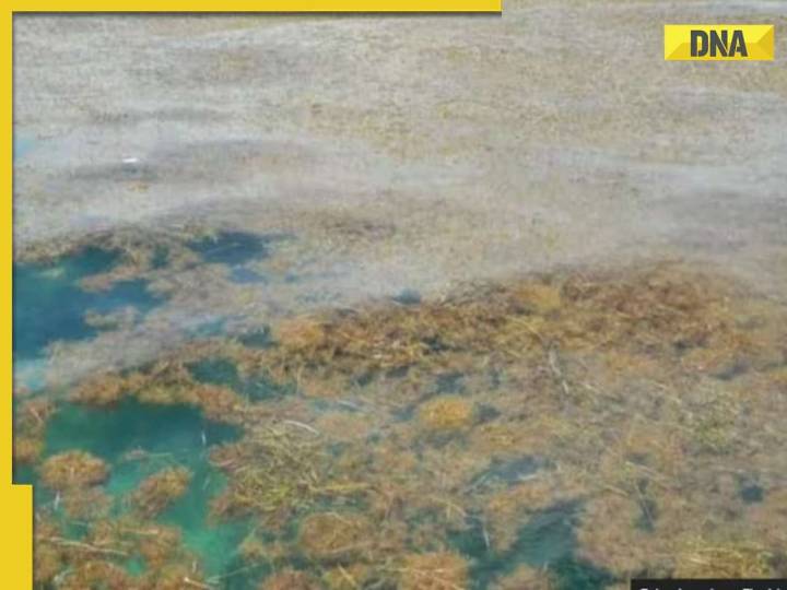 This is mysterious giant ‘Brown Snake’ spreads from Atlantic Ocean to Gulf