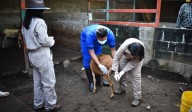 Coahuila intensifica medidas contra gusano barrenador en ganado