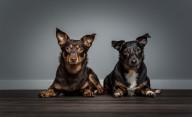 The Lancashire heeler: A clever, compact and very rare terrier that was once described as having 'the same value as an ox'