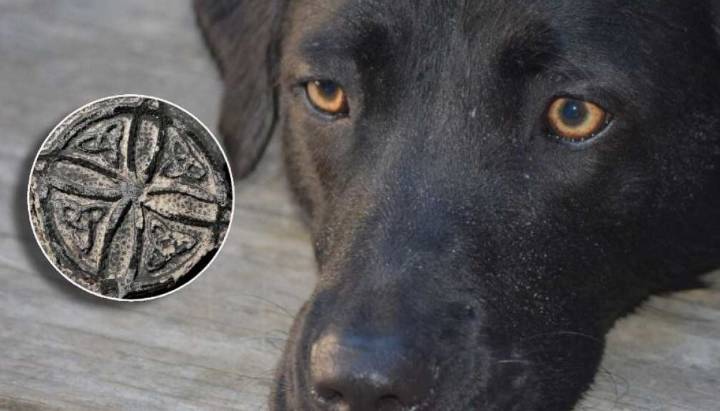 Perro quemado vivo y "murió a gritos": el supuesto ritual que conmueve a Puerto Montt