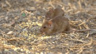 Batalla contra las ratas en Las Palmas de Gran Canaria: la ciudad refuerza la desratización con un nuevo contrato