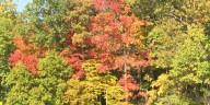 Fall leaf, yard waste collection to begin this week in Madison