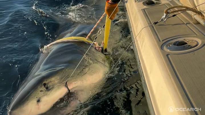 Great white shark tagged by Florida's OCEARCH sends a rare ping