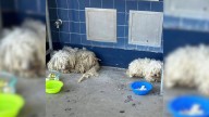 Two Matted Dogs Take Refuge In California School Bathroom Hoping Someone Will Help Them Feel Safe