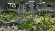 Oklahoma lawmakers, law enforcement seek solutions to damage caused by abandoned marijuana farms