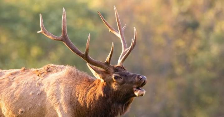 A quick and dirty guide to elk hunting this year