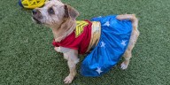 Pitt Co. Animal Services hosts ‘Trunk or Treat’ event