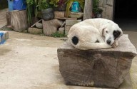 MÉRIDA | Cecilia Patrón condena el maltrato animal y anuncia campaña masiva de esterilización