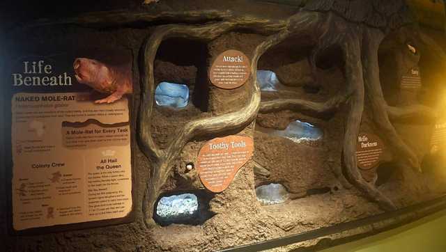 Sacramento Zoo welcomes colony of naked mole