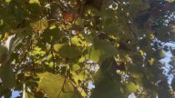 Florida fall leaves turn color, too. Here's when, where to leaf