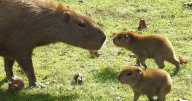 Two capybara pups were born at the Cape May County Park & Zoo