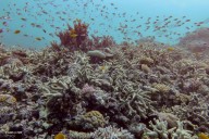 "Daños irreversibles". Por qué los arrecifes de coral tropicales llegaron a un punto de no retorno