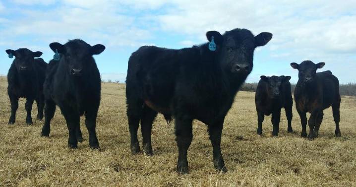 This Missouri cattle rancher says Trump's plan to import beef could hurt local communities