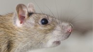 Adiós a las ratas: el truco para echarlas de tu casa con un ingrediente de la cocina, sin necesidad de venenos