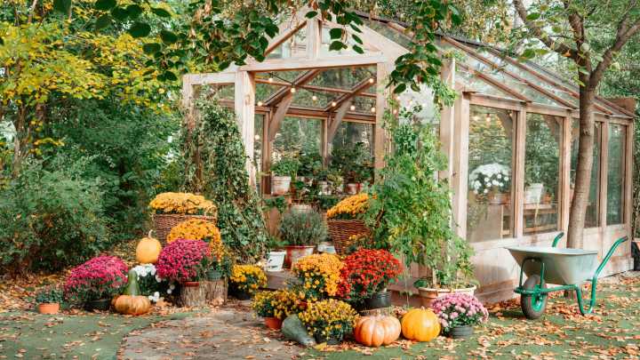 11 Companion Flowers That Can Help Your Fall Garden Thrive