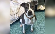 Senior Shelter Dog Was ‘Overlooked’ For 3 Years, Then Someone Took A Chance