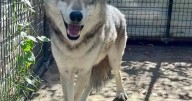ZooMontana welcomes Thor, a new gray wolf, to join his brother
