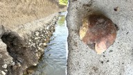 4,000-year-old human skull found by hobbyist on Indiana riverbank