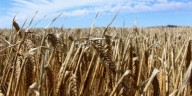 La cebada enfrenta un mercado global deprimido