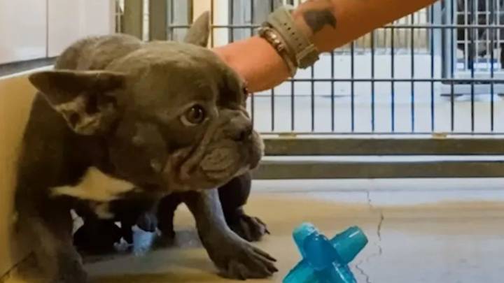Ohio Frenchie Who Hid From Humans Blossoms Into A Happy Dog With Help From Rescuers