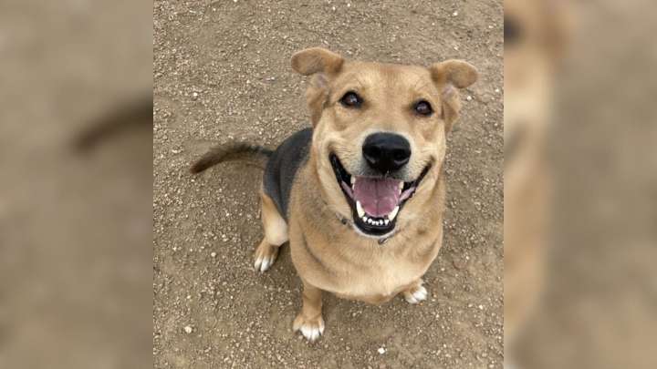 Texas Shelter Pup Greets Everyone With A Wagging Tail But Still Hasn’t Been Adopted After 200 Days