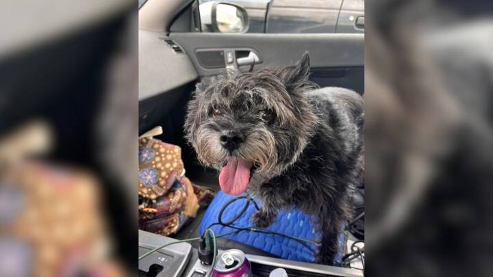 Illinois Dog Adopted 13 Years Ago Mysteriously Returns To The Shelter That Once Saved Her