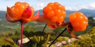 Mora de los pantanos: la exótica fruta que todos quieren comer para fortalecer el sistema inmunológico