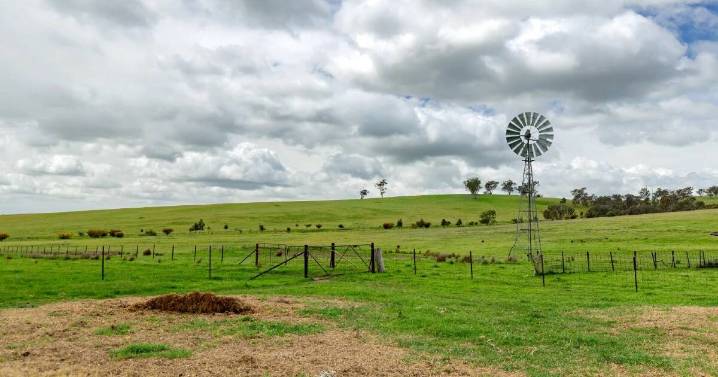 Renton East quality prime lamb farming near Wagga Wagga