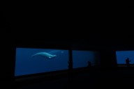 Marineland’s request for federal funds to care for belugas ‘inappropriate’: minister