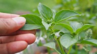 Prevent Basil Plants From Dying So Fast With This DIY Solution