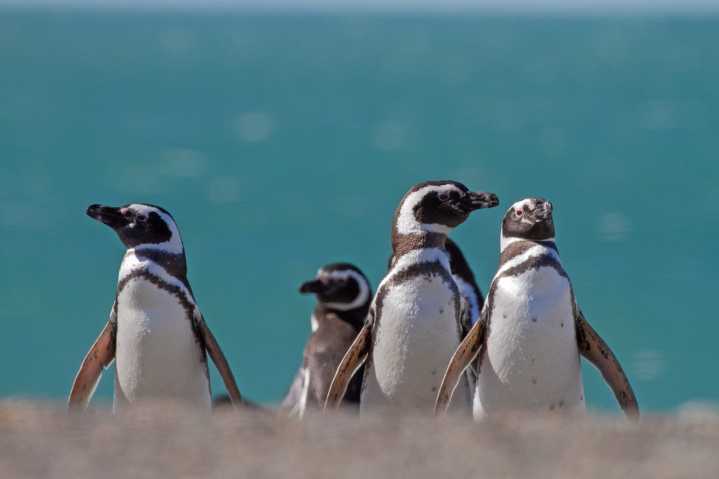 Cabo Vírgenes: campaña de monitoreo de pingüinos de Magallanes
