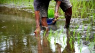 Kharif Sowing Crosses 1121 Lakh Hectares, Rice and Maize Rise While Oilseeds Decline