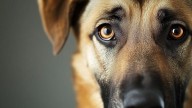 Los perros tienen capacidad de generar adicciones: el hallazgo que sorprendió a los veterinarios