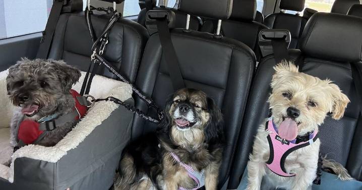 DiManna's Doggie Bus gives pups a lift