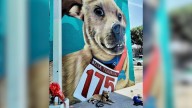 Fiscalía de BC Investiga la Muerte de “El Chicles”, el Perro Maratonista, Como Crueldad Animal