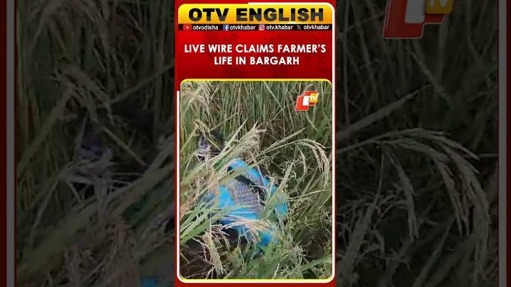 Farmer Electrocuted While Spraying Pesticides At His Farmland In Bargarh