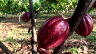 Venezuela celebra el Día Nacional del Cacao exaltando su patrimonio genético y calidad mundial