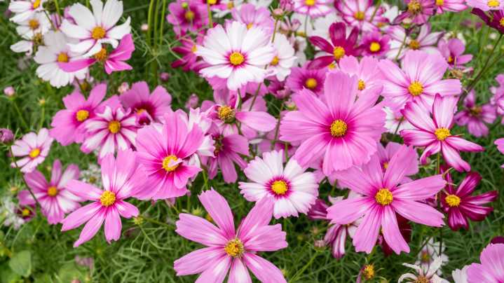 The Best Way To Deadhead Cosmos To Keep Blooms Coming All Fall Long