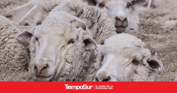 Producciòn Tratamientos contra la sarna ovina: nuevos requisitos de rotulado para productos inyectables