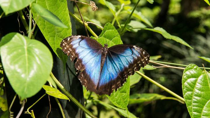 The Morpho Butterfly: One of Few Species to Live Up to Its Hype