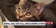 Omaha animal shelters nearly full amid economic strain on pet owners