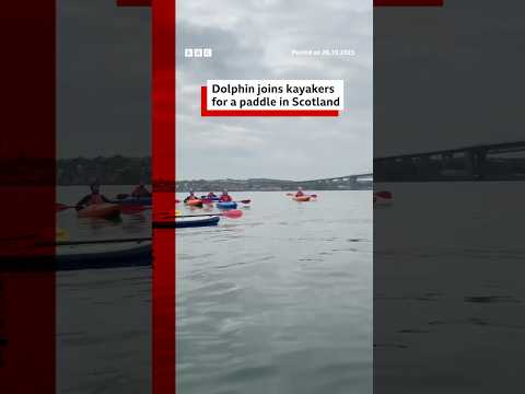 Dolphin joins kayakers for a paddle in Scotland. #Scotland #BBCNews
