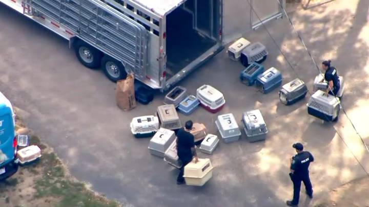 Plympton animal cruelty investigation: Owner charged