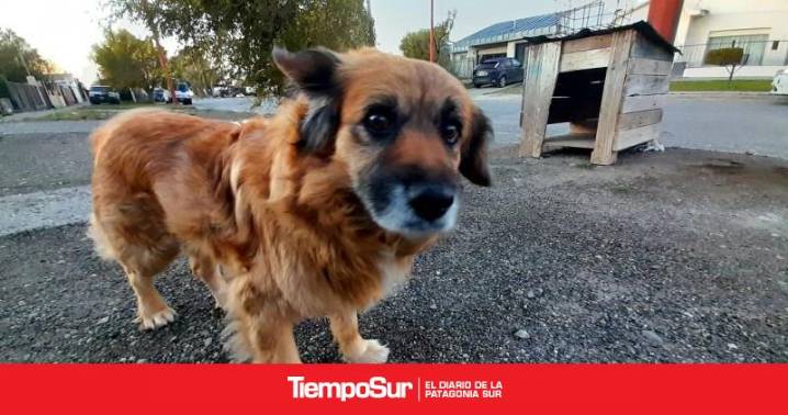 Jornada de castración El municipio se suma al "Castralat" con más de 70 turnos disponibles