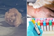 Elderly NJ couple viciously mauled by rabid cat they've fed for years: 'amount of blood absolutely shocking'