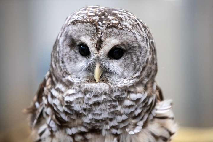 Wildlife experts warn your yard decorations could be deadly, after owl gets trapped in fishing line