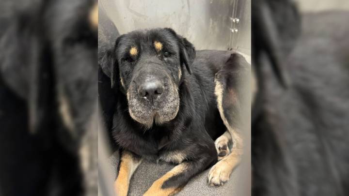 Texas Dog Owner Saves Shelter Pup, Then Learns She’s Family