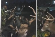 Montclair deer turns heads with soccer net tangled in his antlers