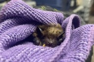 Rabid bat found in Regina’s Glencairn neighbourhood: Vet clinic