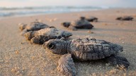 Tortugas, cultura y mar: llega la Expo Tortuga Marina 2025 a Playa Azul